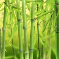 In het Oosten heeft bamboe een grote symbolische waarde. De plant blijft altijd groen en staat daarom symbool voor jeugd, een lang leven, geluk en deugdzaamheid. Voetreflextherapie Hilversum | Praktijk voor Westerse en Chinese Voetreflextherapie