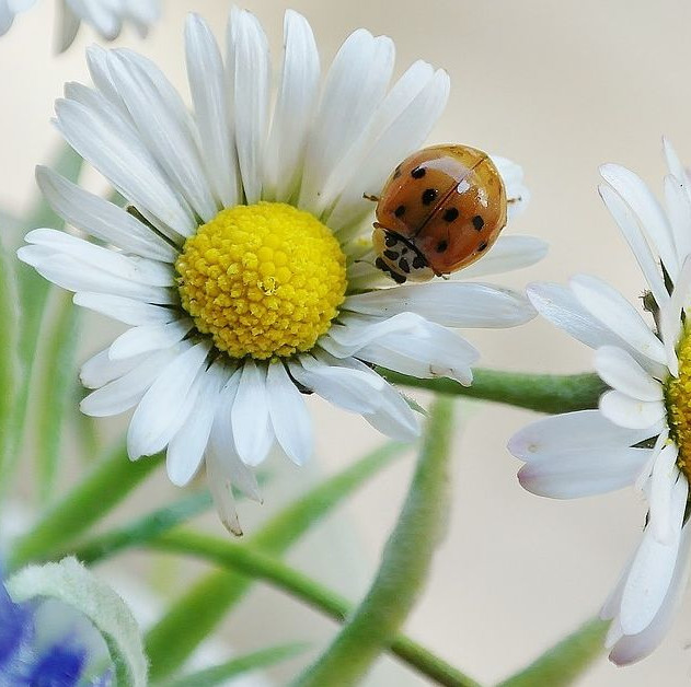 foto van lieveheersbeestje op bloem